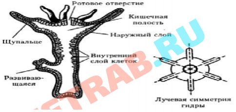 Кракен в россии наркотик