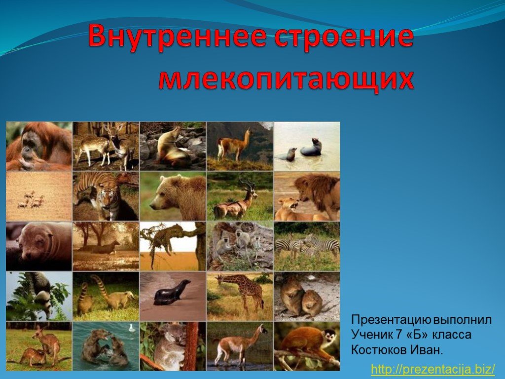 Значок кракена маркетплейса